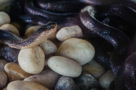 The Cobra snake farm in Phuket, Thailand.の写真素材