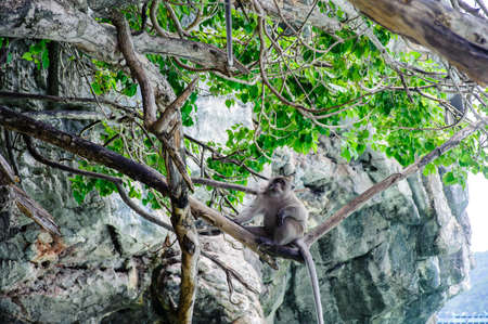 Macaque sitting on a mangrove tree. Macaca fascicularis.の写真素材