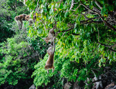 two Macaca fascicularis hung on the tree. Monkey island, Koh Phi Phi, Thailand.の写真素材