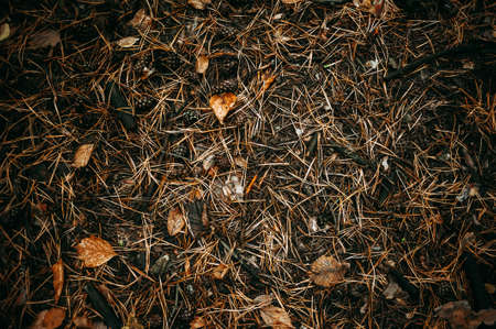 The ground is covered in pine needles, cones and leaves. Autumn textureの写真素材