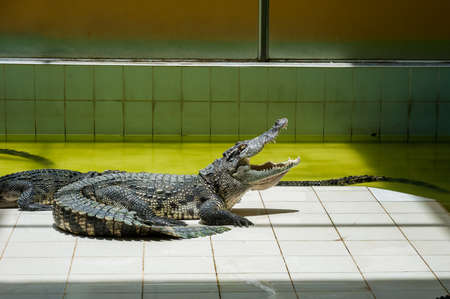 Large crocodile basking in the sun with his mouth open.の写真素材