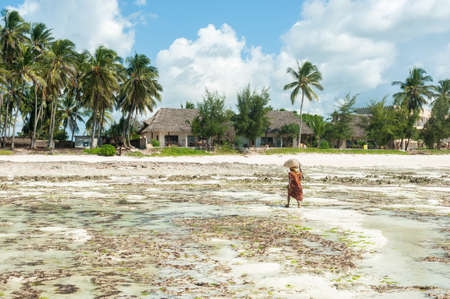 Local woman collects algae in the ocean on the island of Zanzibar, Jambiani beach. The life and work of local residents.の写真素材