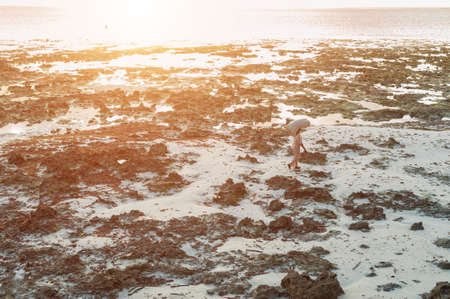 Locals harvest the seaweed at low tide. Golden dawn on Zanzibar island, Tanzania.の写真素材