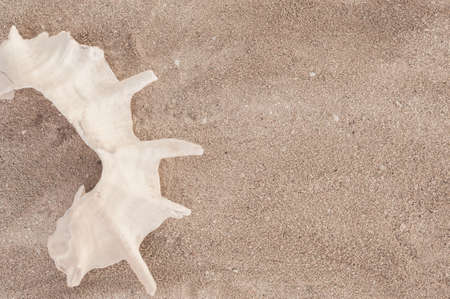 A white hat with wide brim and a seashell lie on the fine light sand. Background with beach accessoriesの写真素材