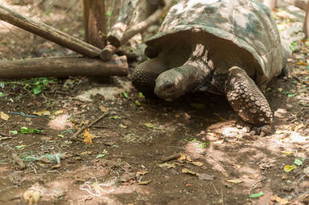 Giant Seychelles turtle in the Park on the island of Prizon, Zanzibar, Tanzania.の写真素材