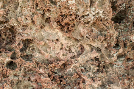 The texture of the extruded coral. Stone sea background, pumice.の写真素材