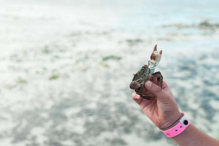 Live crab in hand on background of ocean.の写真素材