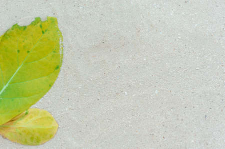 The leaves of the mangrove tree on light sand.の写真素材