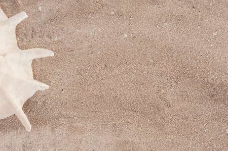 A white hat with wide brim and a seashell lie on the fine light sand. Background with beach accessoriesの写真素材