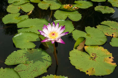 Blooming Lotus on the flat surface of the water. Water flower pale lilac and large green leavesの写真素材