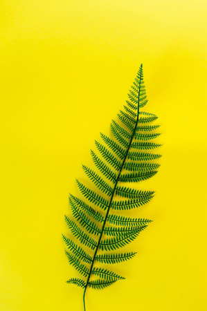 Emerald fern leaf on a bright yellow background. Substrate for design of cards, profiles in social networks, bagsの写真素材