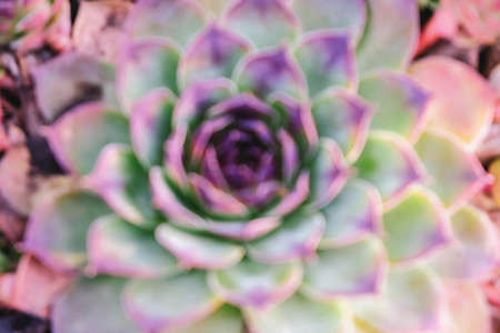 The blurred outline of a succulent. Stylized watercolor. Mint and neon colors on plantsの写真素材