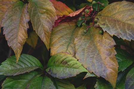 Colorful leaves of wild grapes and small berries. Beautiful autumn backgroundの写真素材