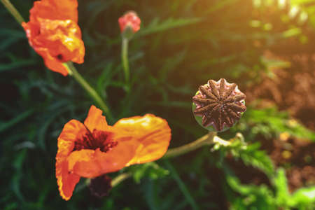 Bright red poppy on green background. Poppy head close-up. Ornamental plants on the plot near the houseの写真素材