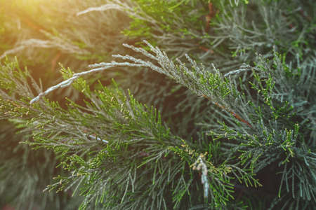 Green fluffy branches of thuja in the rays of the orange sun. Background for design and decorationの写真素材