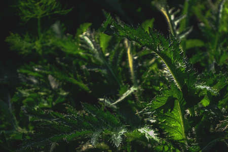 The spiky dark leaves of the ornamental poppy. Background for postcards and design
