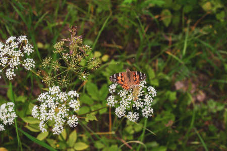 Beautiful butterfly sits on small white flowers.の写真素材