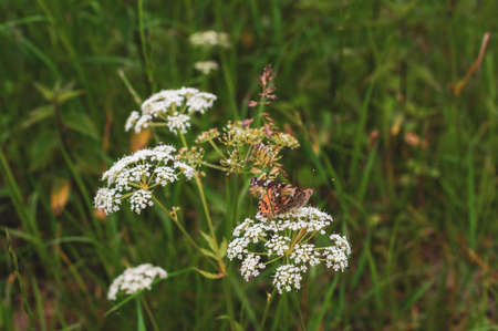 Beautiful butterfly sits on small white flowers.の写真素材