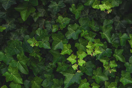 Green leaf texture. Leaf texture background.の写真素材