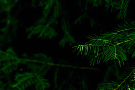 Green spruce branch on a dark background. Texture and details of the plant.