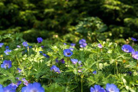 Background of green and blue flowers. The natural texture of bright colors.の写真素材