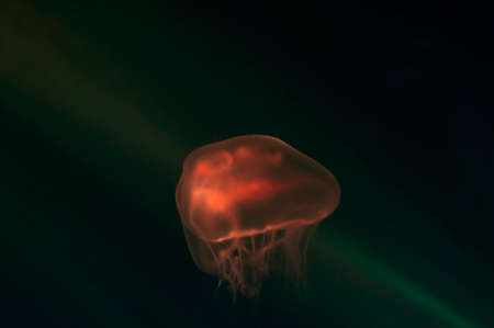 Jellyfish in the neon light. Aquarium with green and orange lights.の写真素材