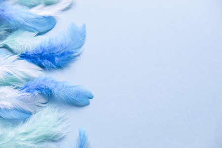 Decorative blue feathers on pastel blue background. The lay Flat conceptの写真素材