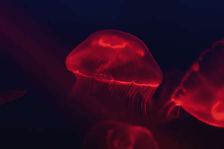 Jellyfish in the neon light. Beautiful red background with sea creatures.の写真素材