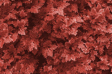 Beautiful texture of the hedge. Trend colors of the living coral in 2019. Main color concept. Stylish banner backgroundの写真素材
