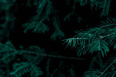Blue spruce branch on a dark background. Texture and details of the plant.の写真素材