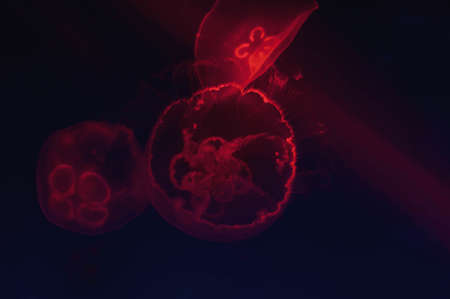 Jellyfish in the neon light. Beautiful red background with sea creatures.の写真素材