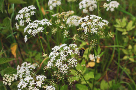 The Bumblebee sits on small white flowers.の写真素材
