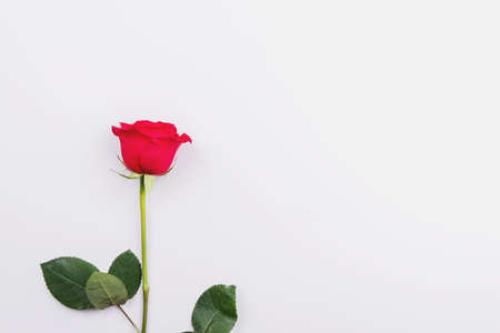 Red rose on a light background. Place for text, flat layの写真素材