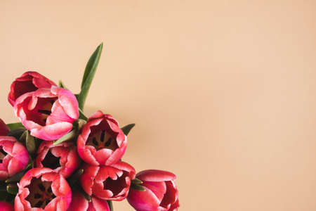 Delicate cream background with a bouquet of red tulips. Greeting card for Mother's Day, March 8, Birthday, Valentine's Day. Space for text, flat layの写真素材