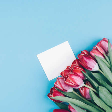 Red Tulips and a white postcard on a blue background. Beautiful background for international women's day. Space for textの写真素材