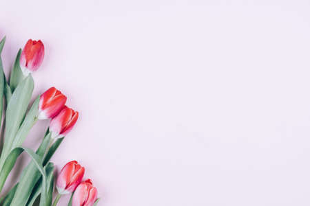 Red Tulips on a pink background. Beautiful background for international women's day. Space for text, flat layの写真素材