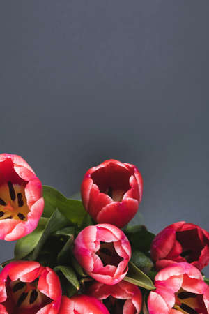 Red Tulips on a dark gray background. Beautiful background for international women's day. Place for text, top viewの写真素材