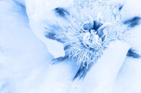 Beautiful close-up Magnolia flower in beautiful blue color. Macro photography of the flower core. Beautiful background in trend color. The main color concept of the yearの写真素材