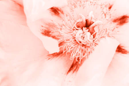 A blooming Magnolia flower in the color of lush lava. The heart of the flower in macro photography. The main color conceptの写真素材