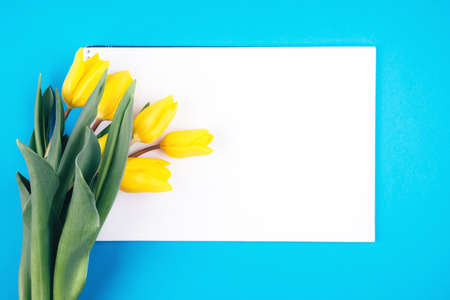 A bouquet of yellow tulips and a white leaf on a blue background. Greeting card with space for text....
