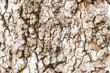Natural texture of tree bark. Macro mode. Wood backgroundの写真素材