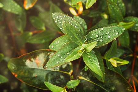 Dew drops on grass leaves. The sun after rain. Beautiful natural backgroundの写真素材
