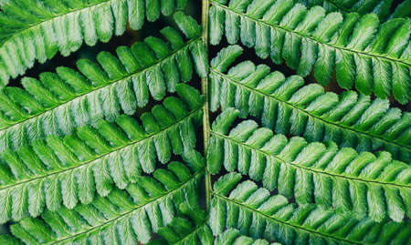Fern leaves close-up. Natural background, macro photoの写真素材