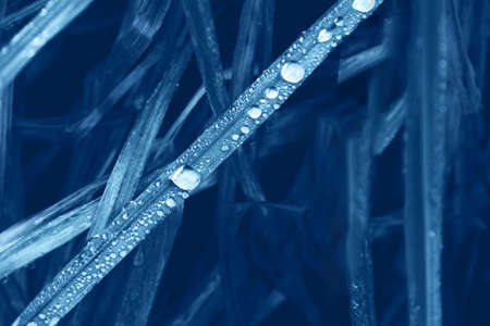 Dew drops on the grass.の写真素材