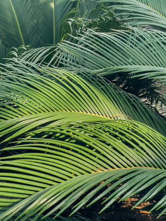 Lush green palm leaves in a botanical garden. The scene showcases a variety of palm fronds with vibrant shades of green..のeditorial素材