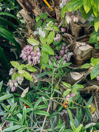 A vibrant botanical garden featuring lush green plants and clusters of pink flowers. The scene showcases diverse foliage and natural beauty.の写真素材