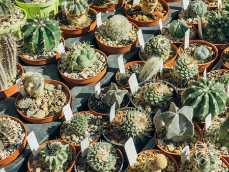 September 21, 2025, Astana, Republic of Kazakhstan: A variety of cacti in pots displayed in a botanical garden in Astana. Different shapes and sizes of cacti are arranged neatly on a table.のeditorial素材