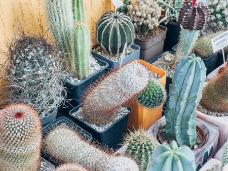 September 21, 2025, Astana, Republic of Kazakhstan: A variety of cacti displayed in pots at a botanical garden in Astana. Different shapes and sizes of cacti are arranged on a table..のeditorial素材