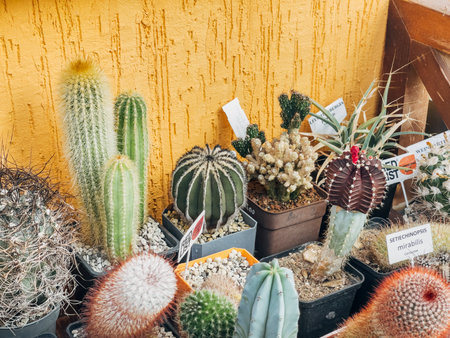 September 21, 2025, Astana, Republic of Kazakhstan: Cacti displayed in pots at a botanical garden in Astana. Various species with different shapes and colors are arranged against a yellow wall.のeditorial素材