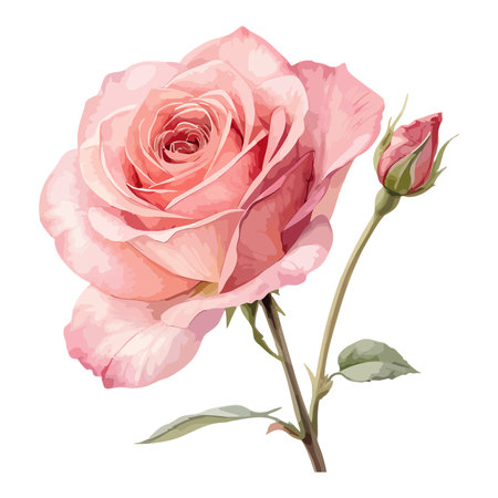 A detailed, watercolor-style illustration of a single, vibrant red rose.のイラスト素材